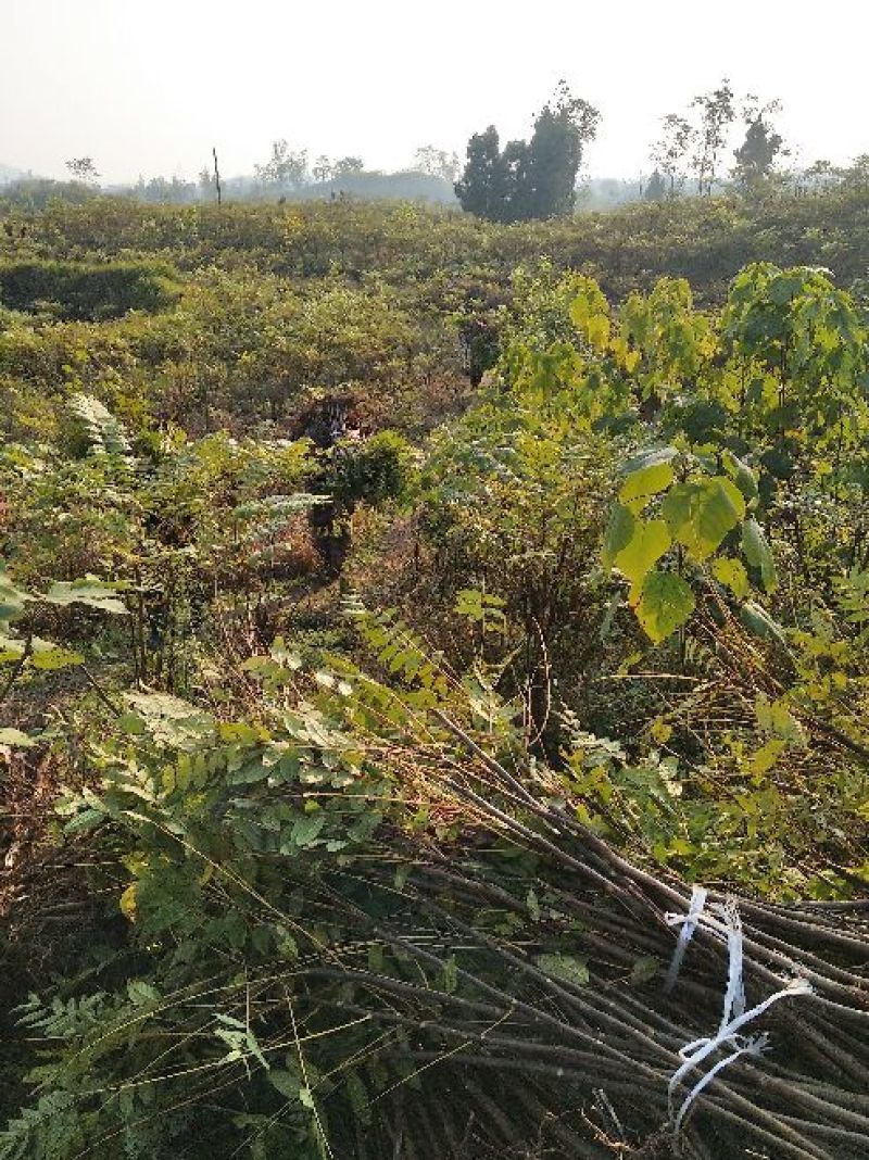 红油香椿苗大竹香椿苗巴山红香椿苗产地直发南北种植技术指导