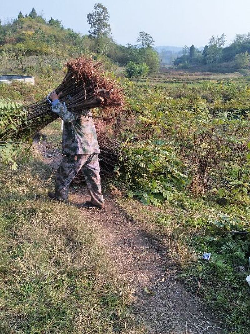 红油香椿苗大竹香椿苗巴山红香椿苗产地直发南北种植技术指导