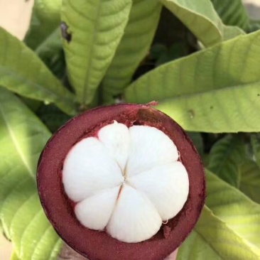 山竹