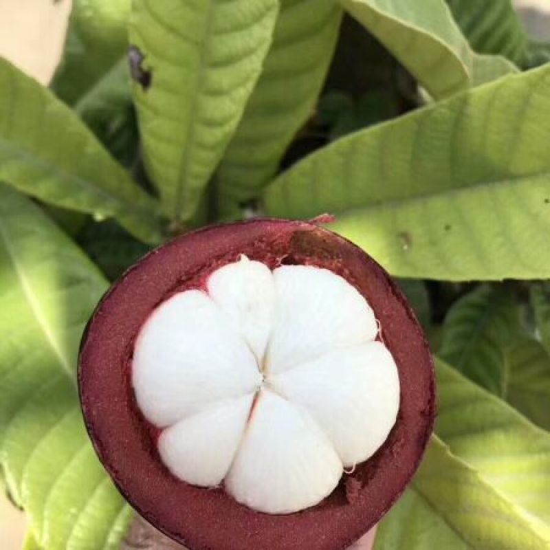 山竹