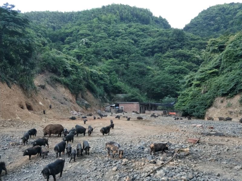 899元，藏香猪，千亩山林纯放养！