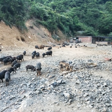 899元，藏香猪，千亩山林纯放养！