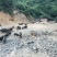 899元，藏香猪，千亩山林纯放养！
