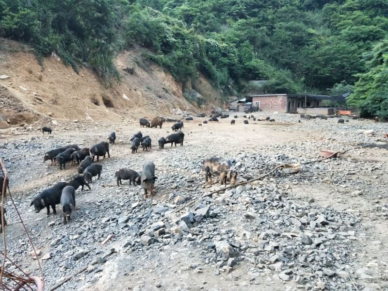 899元，藏香猪，千亩山林纯放养！