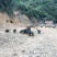 899元，藏香猪，千亩山林纯放养！