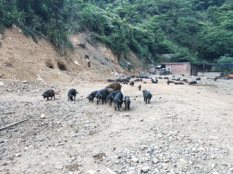 899元，藏香猪，千亩山林纯放养！