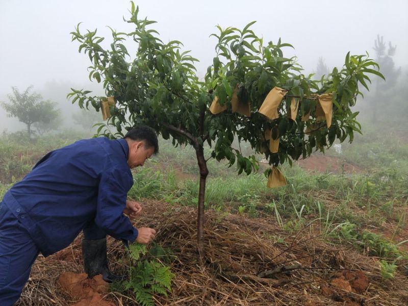 脆蜜桃，预售开始啦！