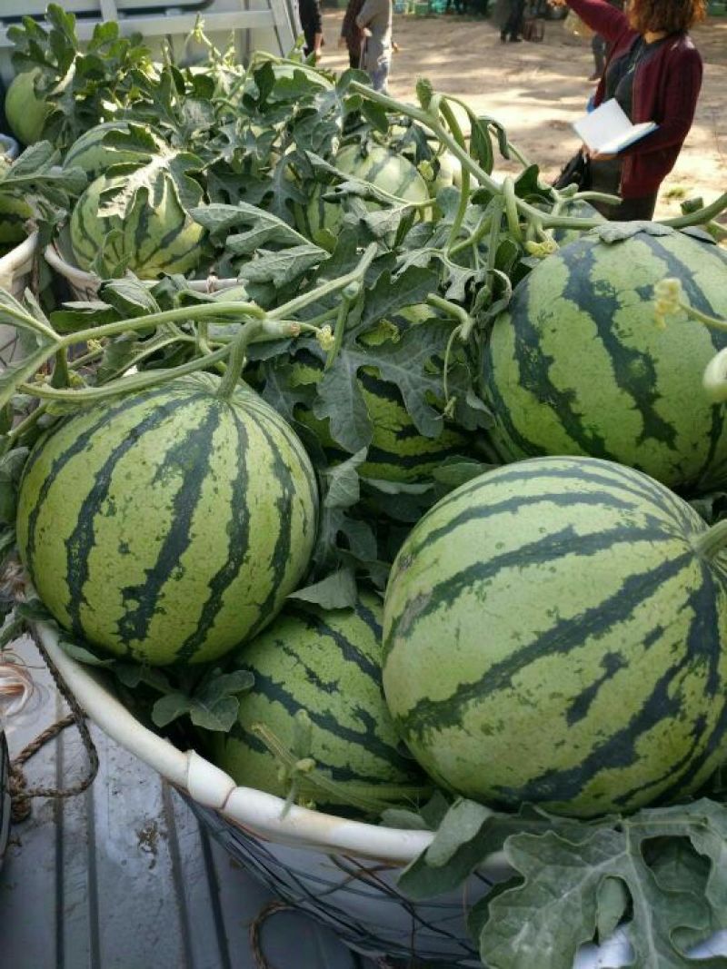 安徽美都西瓜皮薄口感甜量大代发全国保质保量