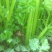大棚芹菜法国皇后芹菜河北芹菜65cm以上好菜不贵
