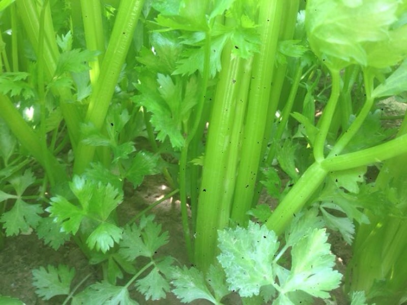 大棚芹菜法国皇后芹菜河北芹菜65cm以上好菜不贵