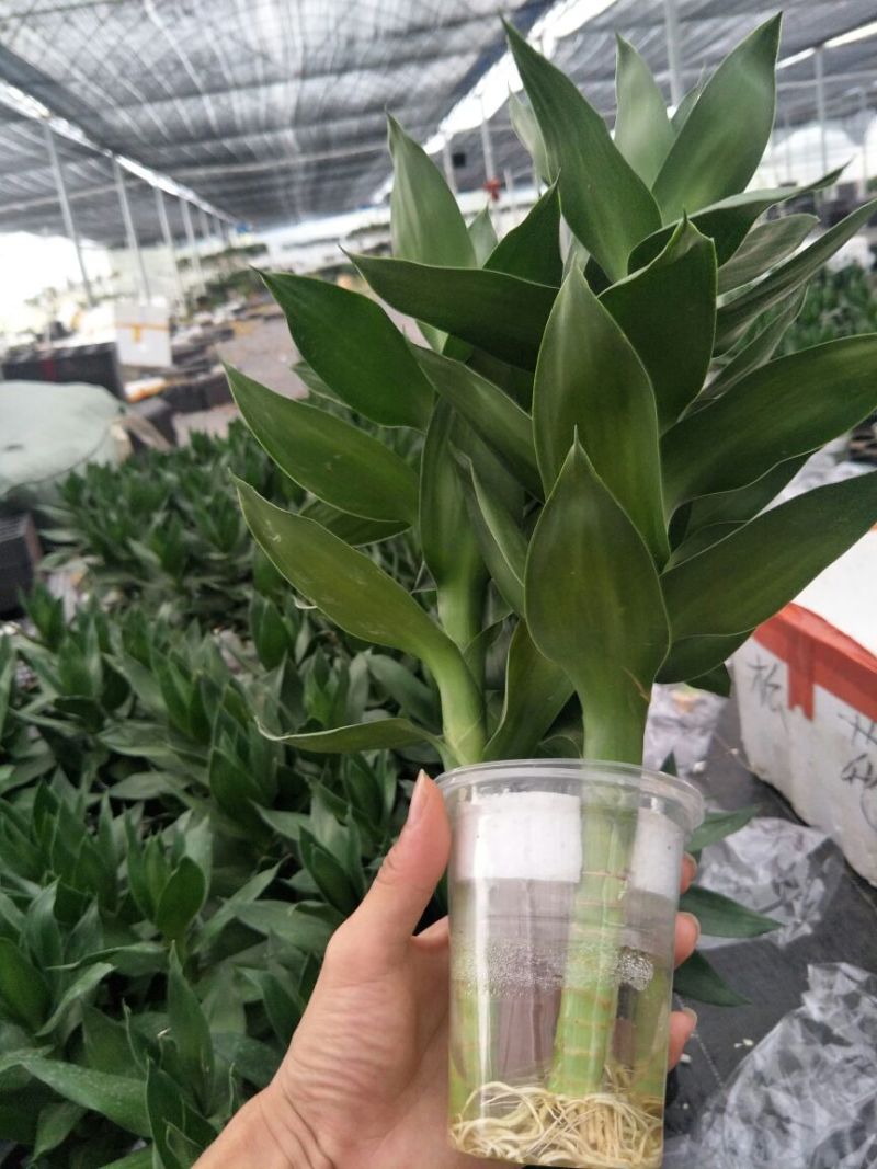 水培观音竹莲花竹富贵竹