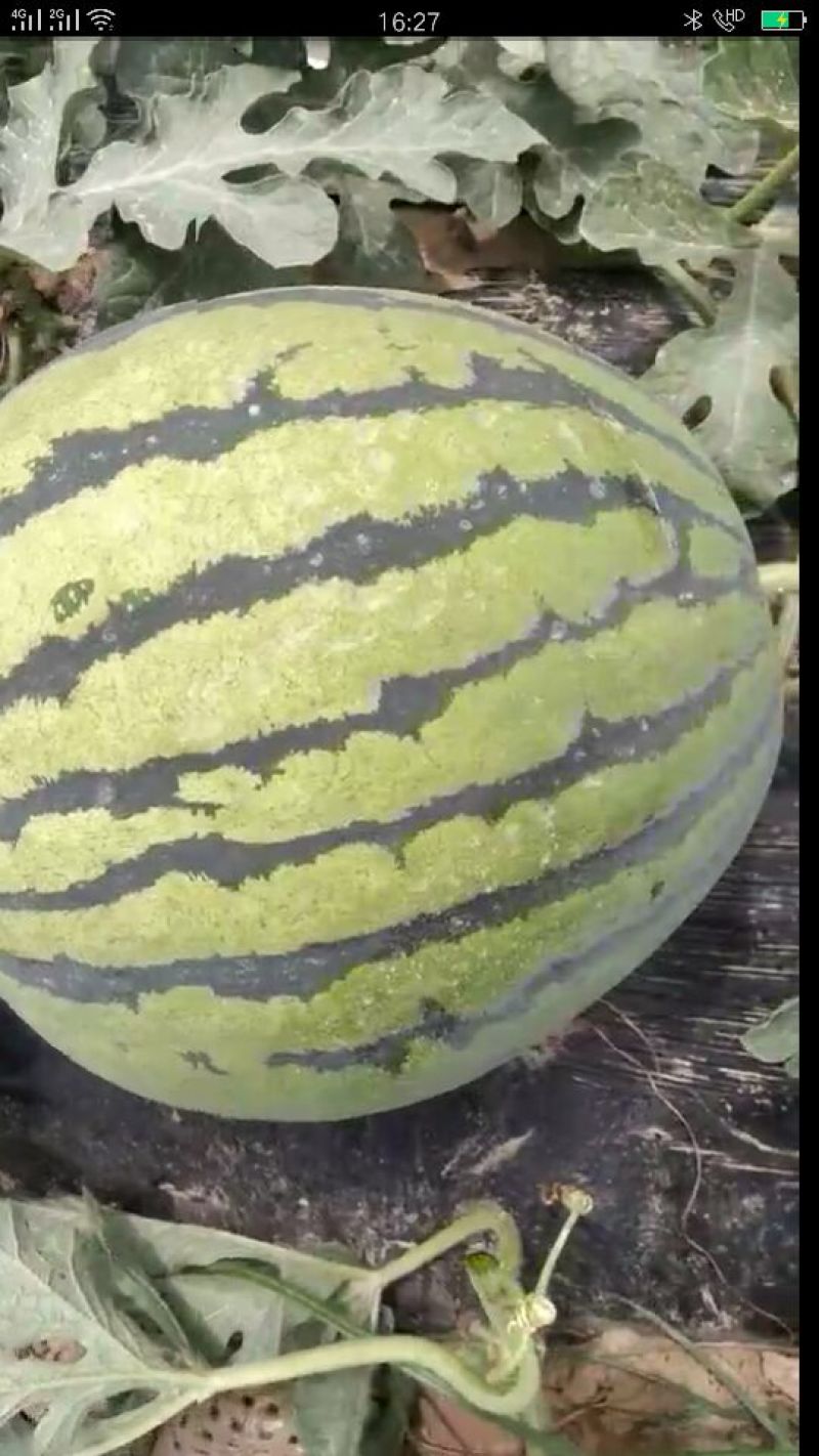 甜王西瓜