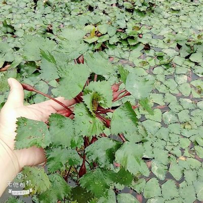 菱角苗，菱角种，大青菱角苗，优质高产，包成活