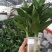 水培荷花竹观音竹富贵竹