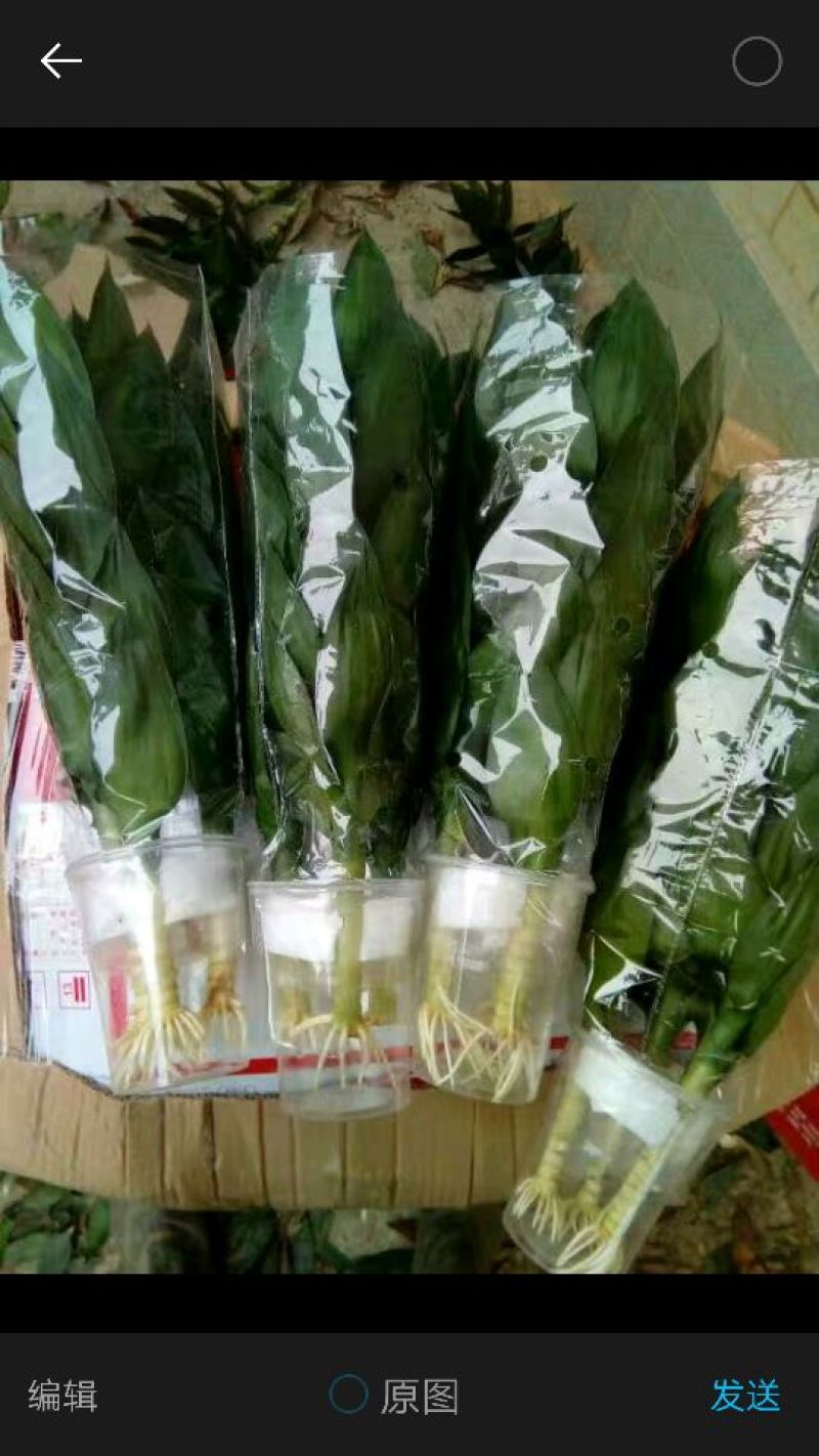 水培荷花竹观音竹富贵竹