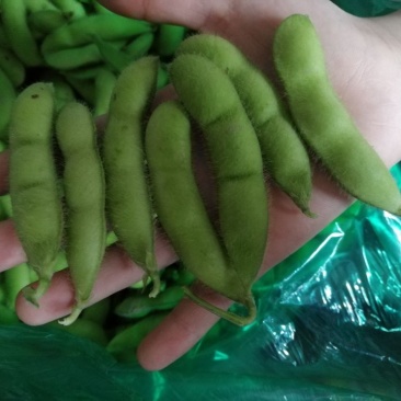绿宝石毛豆大荚全绿18～24克