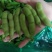 绿宝石毛豆大荚全绿18～24克
