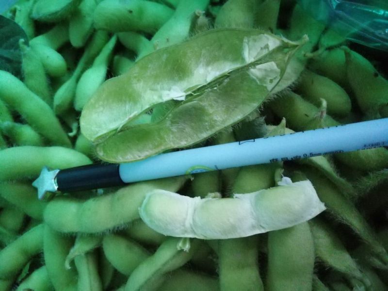 绿宝石毛豆大荚全绿18～24克
