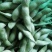 绿宝石毛豆大荚全绿18～24克