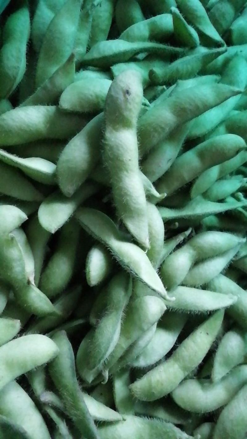 绿宝石毛豆大荚全绿18～24克