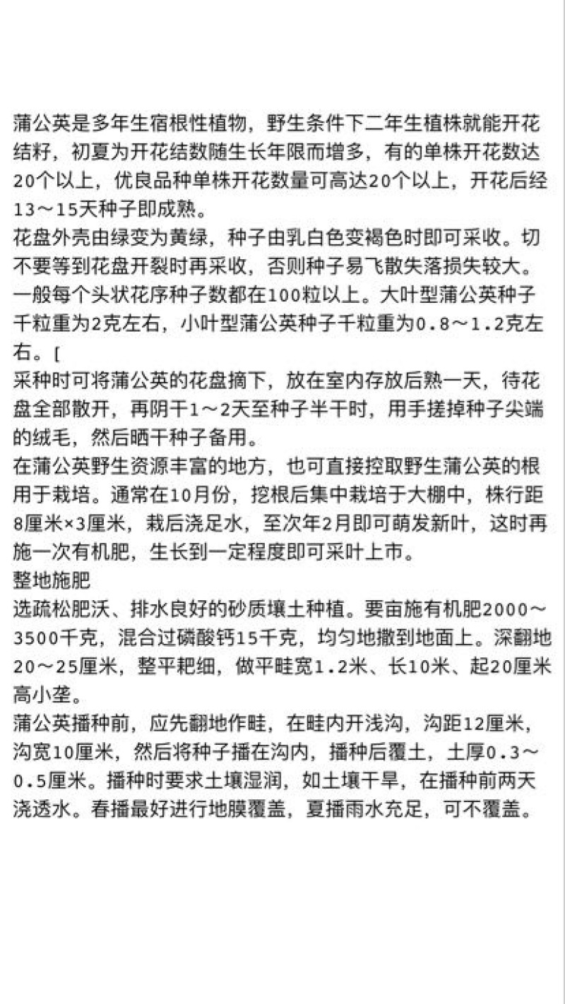 蒲公英种子2021新种子包发芽支持货到付款提供发票