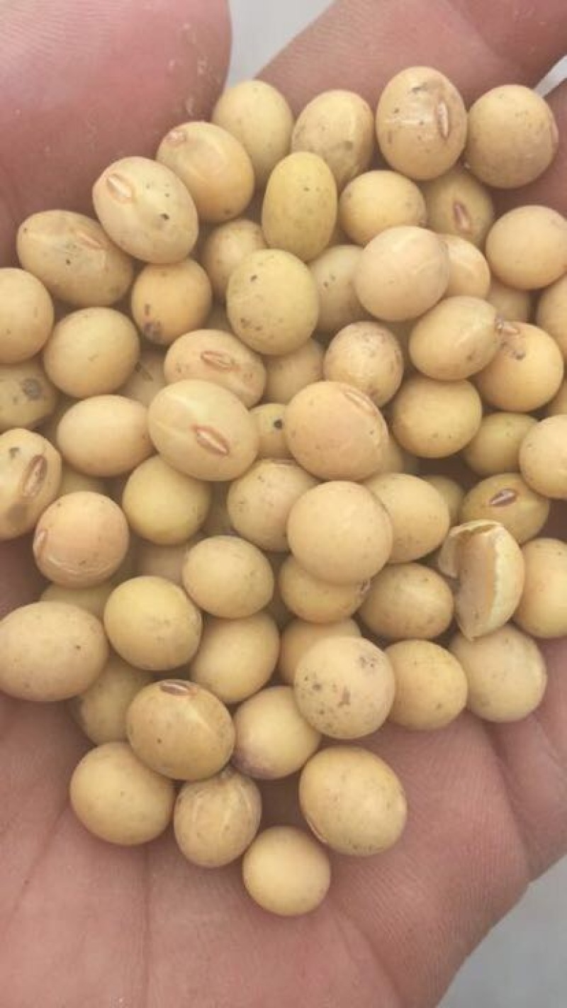 黄豆中等
