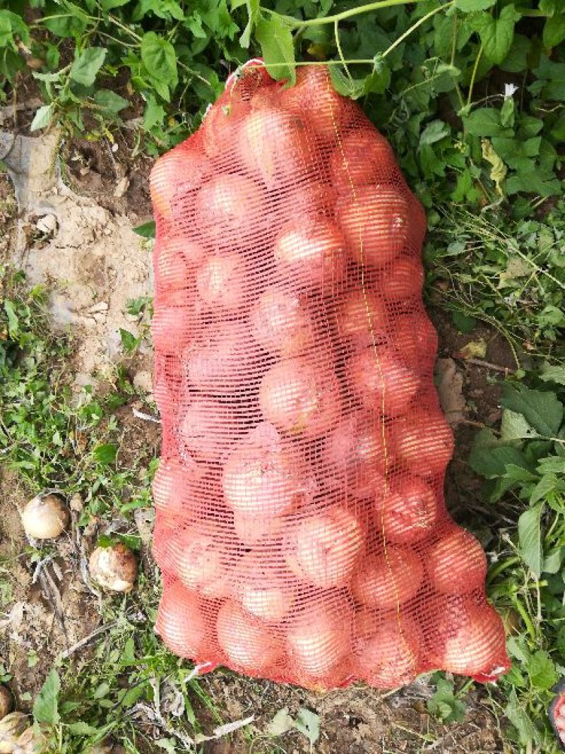 洋葱