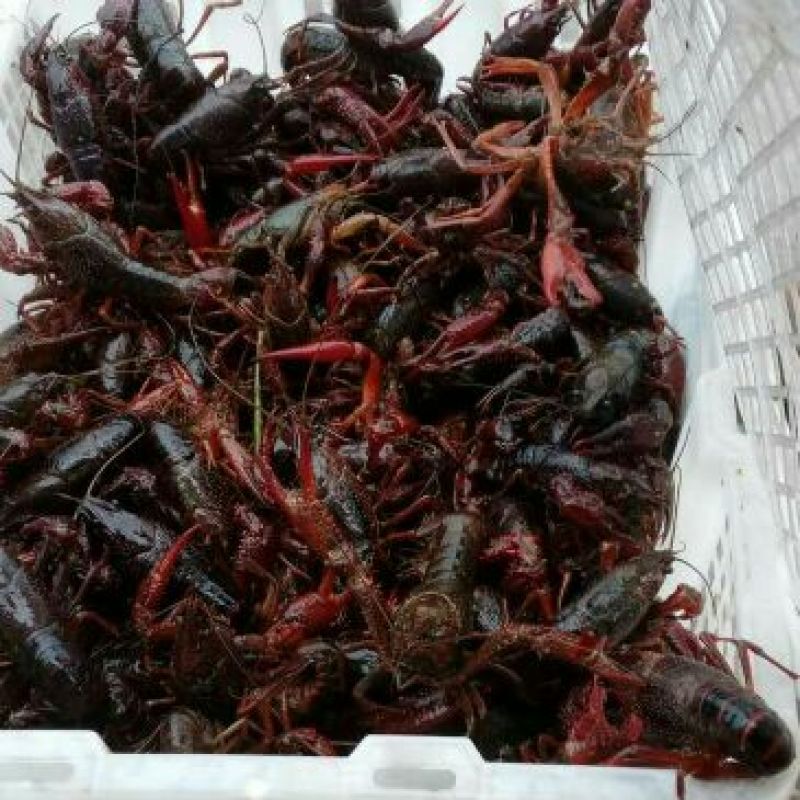 出售小龙虾，成品虾，虾苗