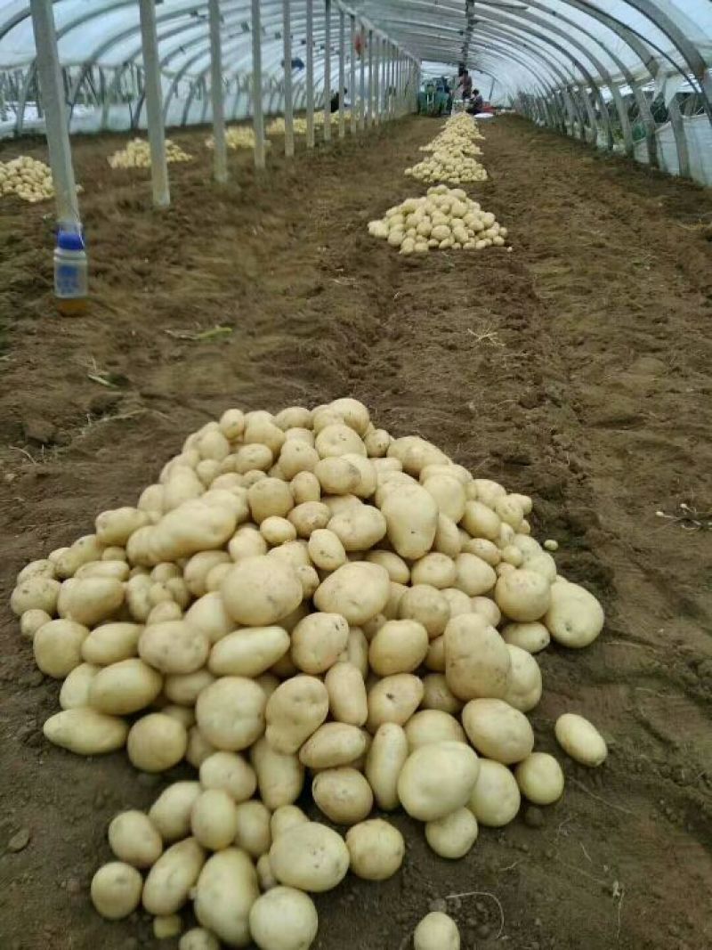 山东大棚新土豆1两以上通货全国发货货源充足
