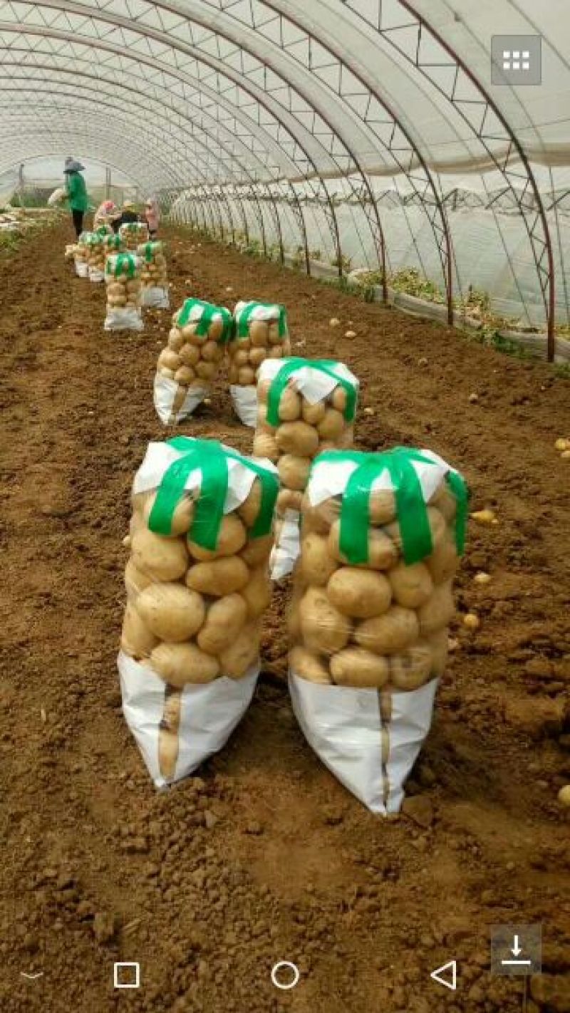 山东大棚新土豆1两以上通货全国发货货源充足