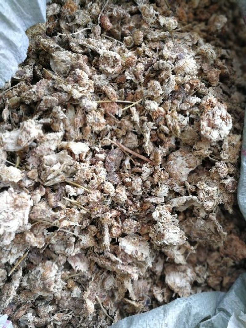 祁白干菊花