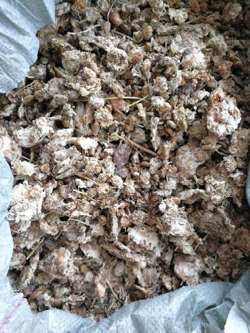 祁白干菊花
