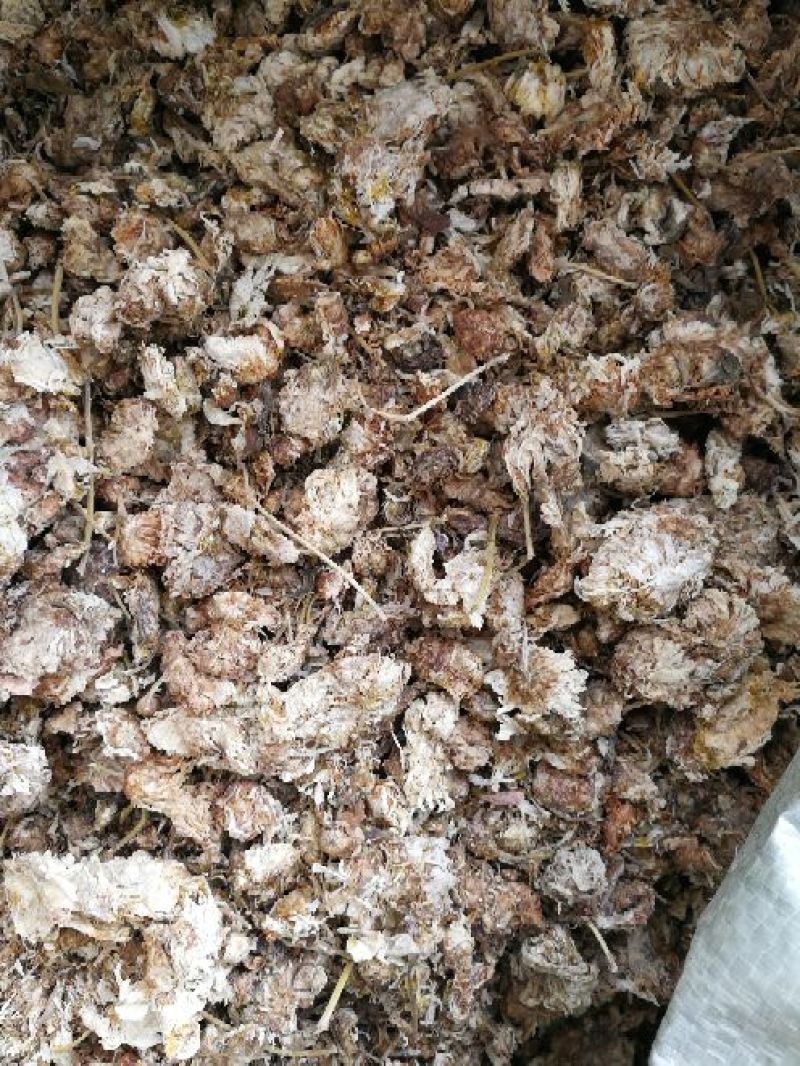 祁白干菊花