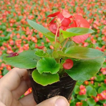 四季海棠