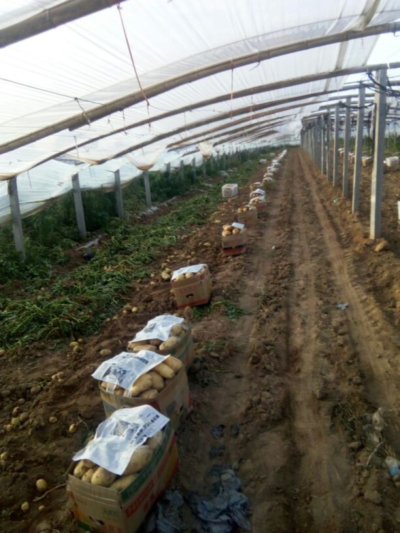 大名县沙土地荷兰15，v7黄心大土豆产地直供可发货电商平