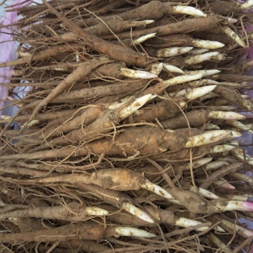 赤芍苗，优质赤芍苗，一年，二年苗
