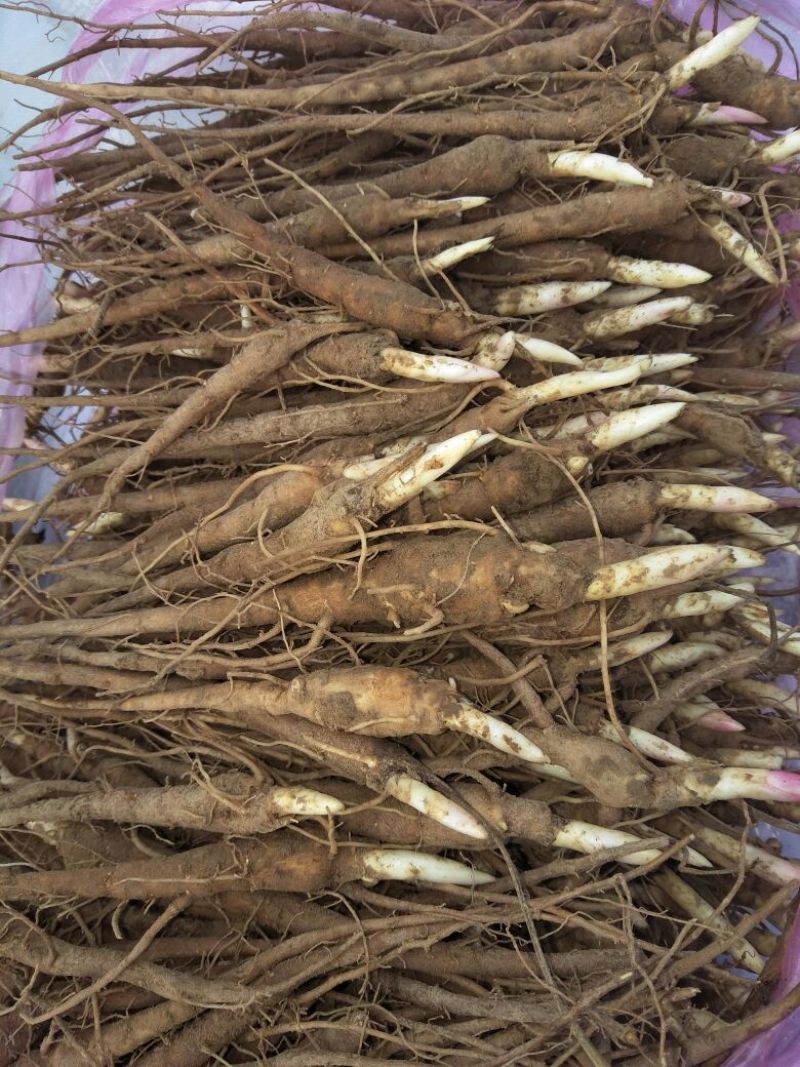赤芍苗，优质赤芍苗，一年，二年苗
