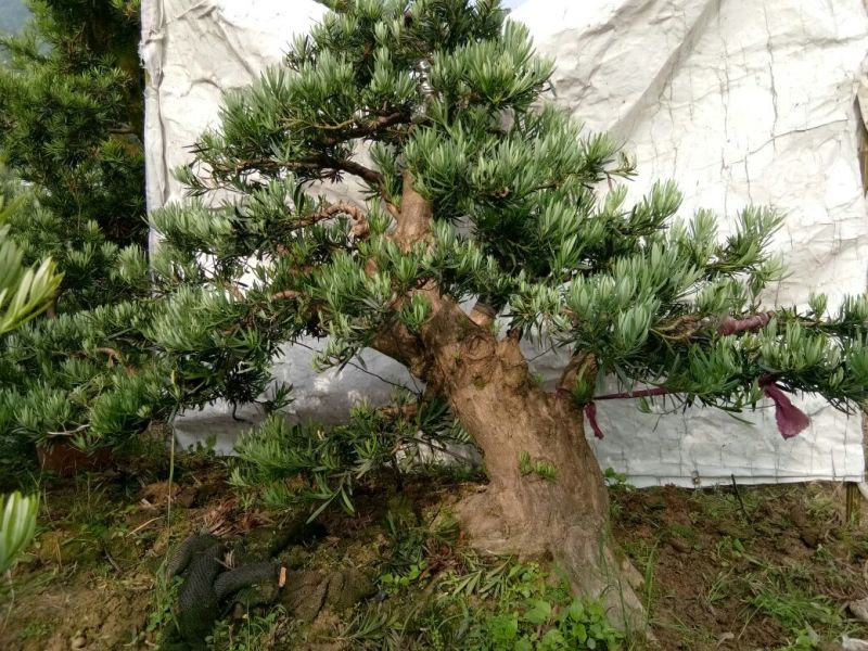 盆景罗汉松