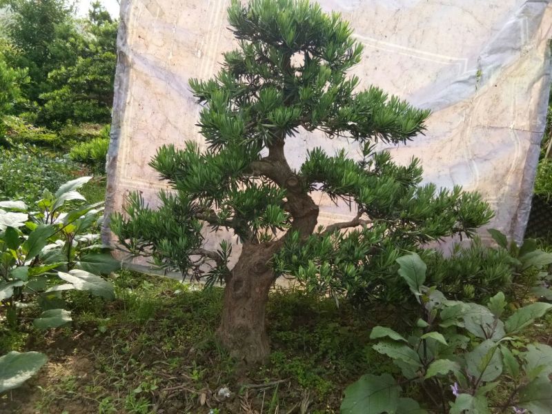 盆景罗汉松