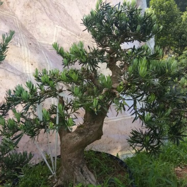 盆景罗汉松