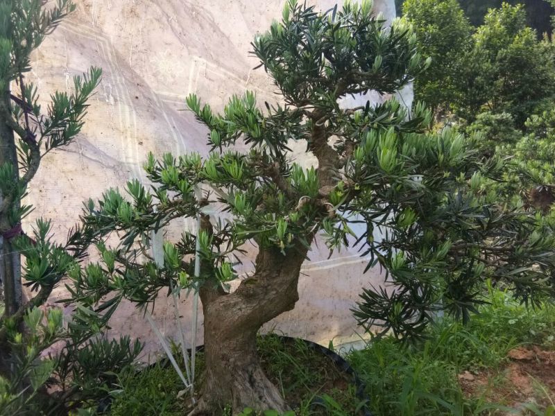 盆景罗汉松