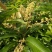 芒果苗四季蜜芒四季开花结果1~1.5m