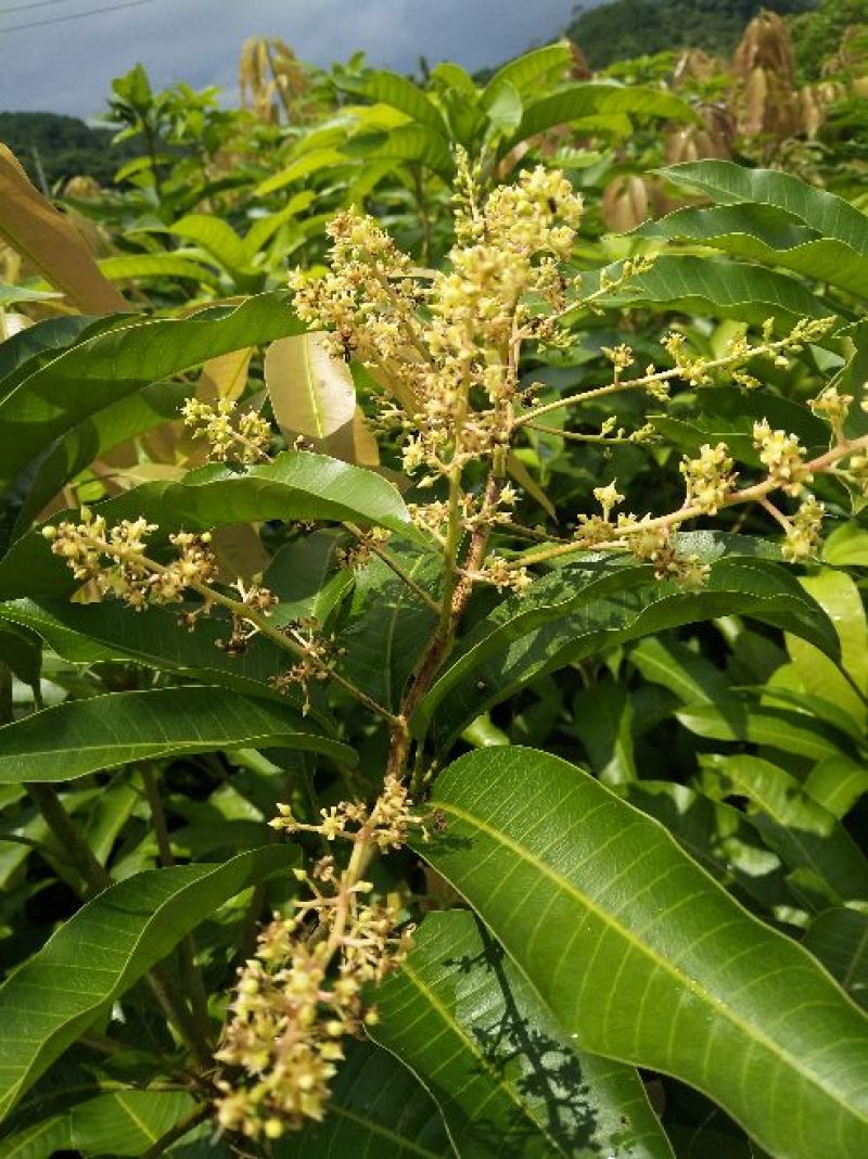 芒果苗四季蜜芒四季开花结果1~1.5m
