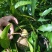 芒果苗四季蜜芒四季开花结果1~1.5m