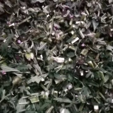 益母草片子，一公分
