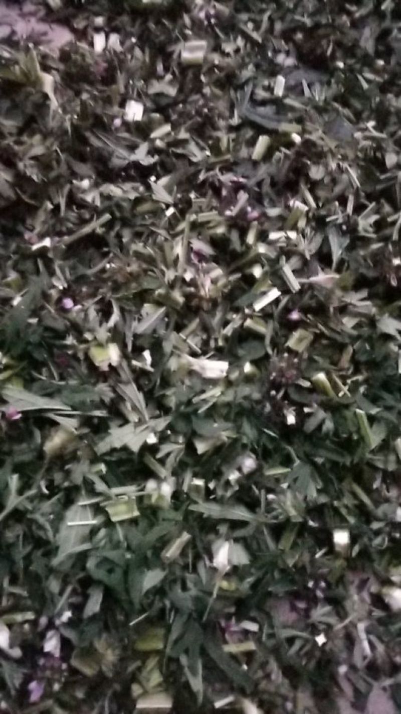 益母草片子，一公分