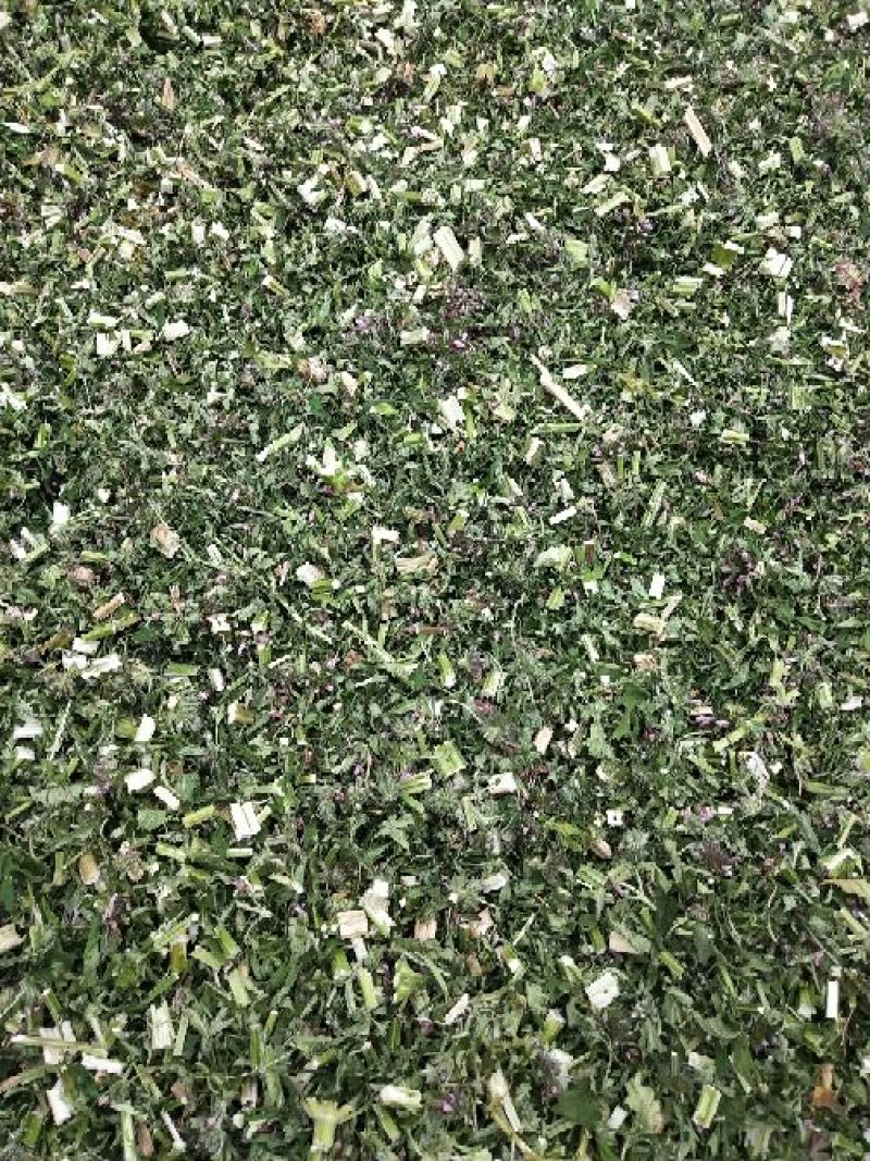 益母草片子，一公分