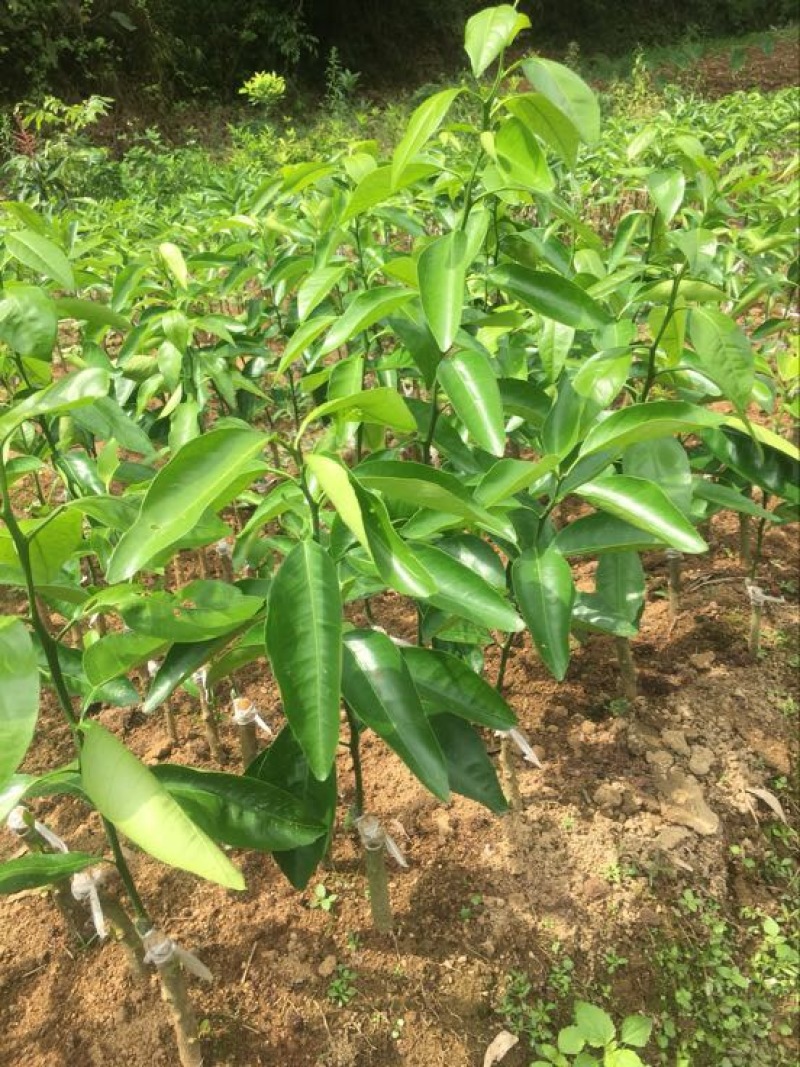 沃柑苗30~50cm