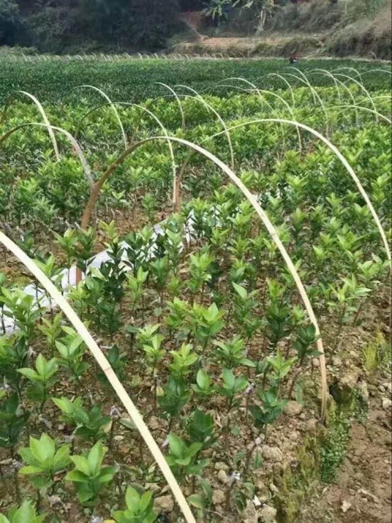 沃柑苗30~50cm