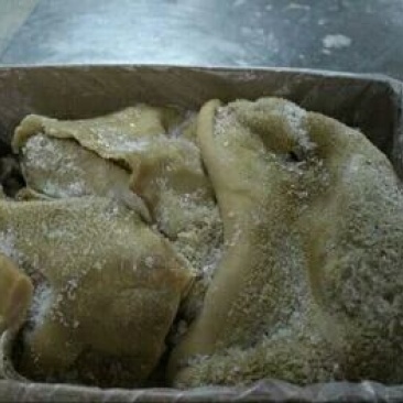 新鲜黄牛生牛肚